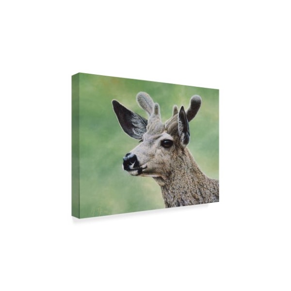Jeff Tift 'Mule Deer In Velvet' Canvas Art,24x32